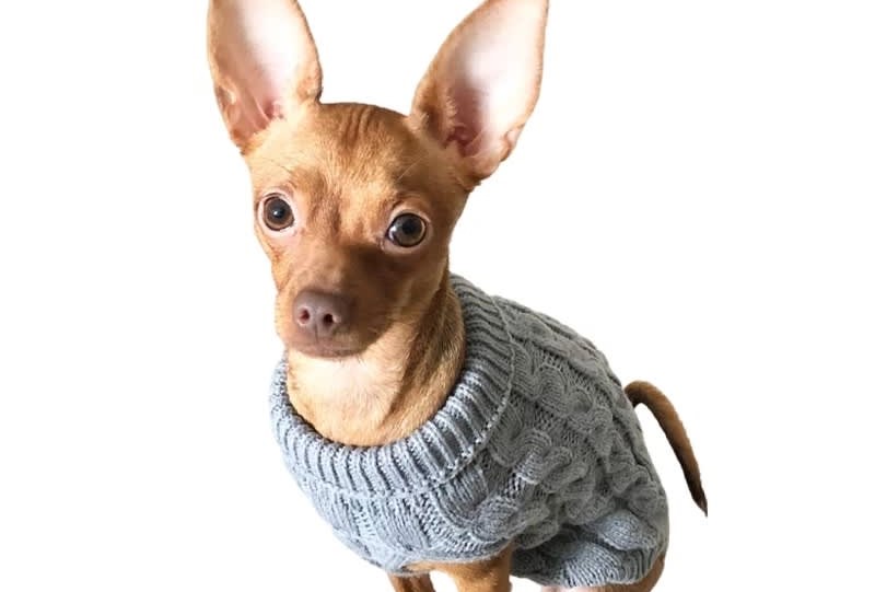 perro conchaleco azul
